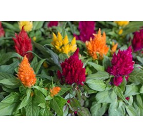 Celosia Mixed Flower Seeds(30-40 Seeds/Pack)